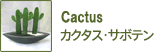 cactus／カクタス・サボテン